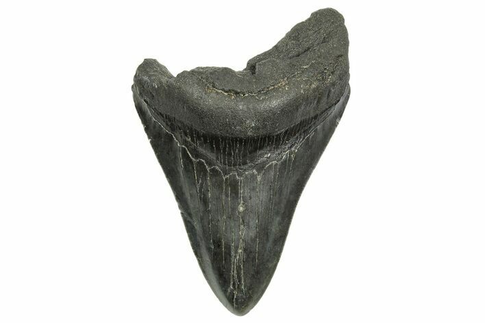 Fossil Megalodon Tooth - South Carolina #368406